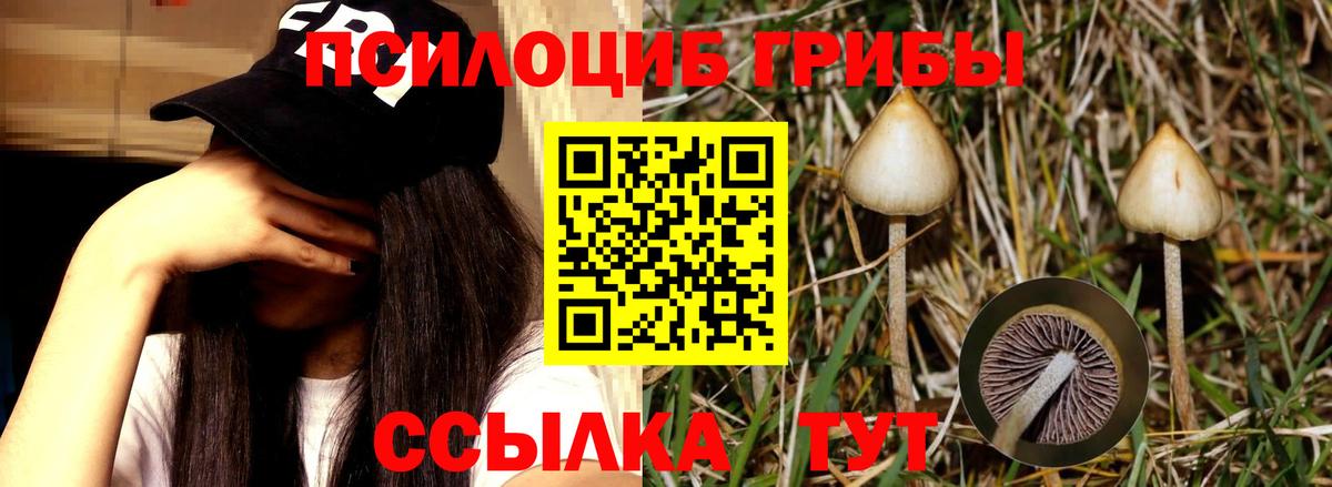 Псилоцибиновые грибы Cubensis  Вход с VPN  Полысаево  Псилоцибиновые грибы прущие грибы 